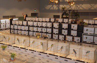 Vogeltentoonstelling van KleZaTro